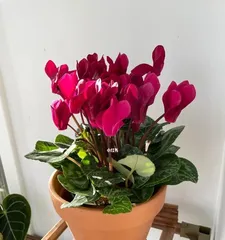 A Guide to Overwintering Cyclamen Safely (Essential for Winter Care, Let Your Cyclamen Have a Warm Winter) 3