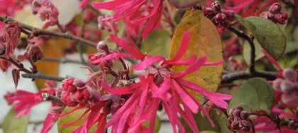 Cultivation methods and key care points for Loropetalum (Start building a beautiful home with Loropetalum)