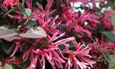 Cultivation and Care Tips for Chinese Fringe Flower (Creating a Beautiful Home, Starting with Chinese Fringe Flower)2