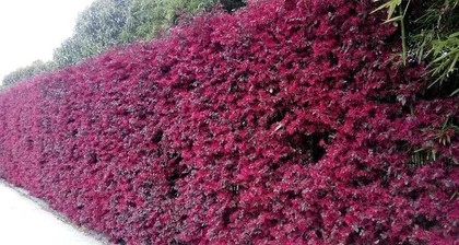 Cultivation and Care Tips for Chinese Fringe Flower (Creating a Beautiful Home, Starting with Chinese Fringe Flower)3