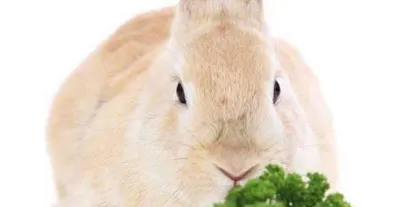 Can rabbits eat peanuts? (Rabbit dietary habits and nutritional needs)