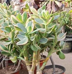 Is jade plant poisonous? Is it suitable to grow at home? (How toxic is the jade plant? How to properly care for the jade plant?)