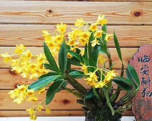 Care Tips for Dendrobium Chrysanthum (To Make Your Dendrobium Chrysanthum Bloom Brilliantly)