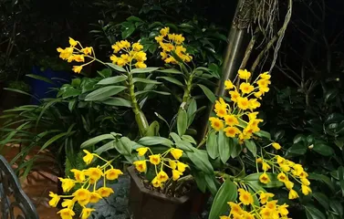 Cultivation Techniques for Dendrobium nobile (to make your Dendrobium nobile bloom brilliantly) 2