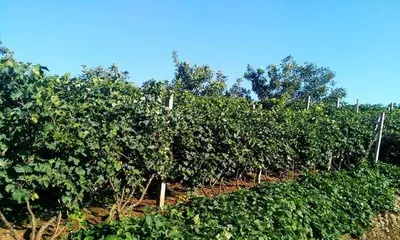 Plant Selection and Maintenance for Sandy and Stony Ground (How to plant and grow healthy plants on sandy and stony ground?) 2