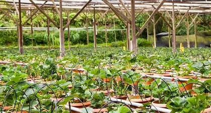 Plant Selection and Maintenance for Sandy and Stony Ground (How to plant and grow healthy plants on sandy and stony ground?) 3