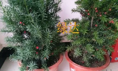 The Complete Guide to Indoor Cultivation of红豆杉 (Creating a Green Home, Letting红豆杉 Grow Thrivingly at Home)