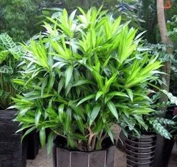 How to Grow Lilies: Step-by-Step Guide from Site Selection to Fertilizing