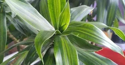 How to Grow Dracaena sanderiana (From Site Selection to Fertilization, Step-by-Step Guide to Caring for Dracaena sanderiana)2