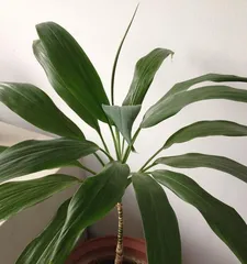 How to Grow Dracaena sanderiana (From Site Selection to Fertilization, Step-by-Step Guide to Caring for Dracaena sanderiana)3