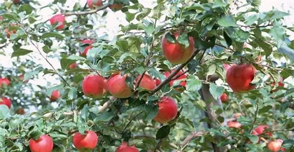 How to Scientifically Fertilize Apple Trees (Precautions and Methods for Fertilizing Apple Trees)