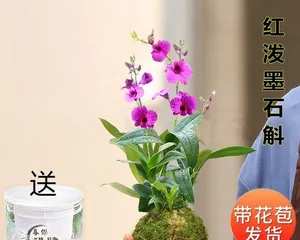 Perfect Care Techniques for Hydroponic Orchids (How to Make Hydroponic Orchids Grow Healthily and Rapidly?)