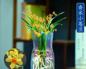 Perfect Care Tips for Hydroponic Orchids (How to Make Hydroponic Orchids Grow Healthily and Fast?) 2