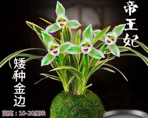 Perfect Care Tips for Hydroponic Orchids (How to Make Hydroponic Orchids Grow Healthily and Fast?) 3