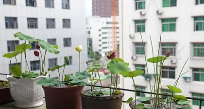 Is the Chinese evergreen toxic? Indoor care precautions (analyzing the toxicity of Chinese evergreen and suitable indoor care methods)