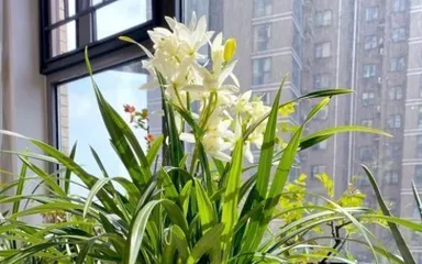 What to do if the gladiolus doesn't bloom? (Full analysis of gladiolus growth, environment, care, and pest and disease control)