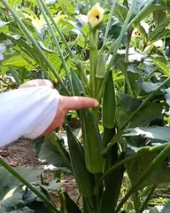 The Growing Method of Okra Seeds (Detailed Introduction to Okra Seed Selection, Sowing, Care, Harvesting, and Common Q&A)