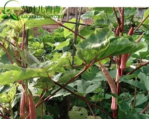Okra Seed Planting Method (Detailed Guide on Selection, Sowing, Care, Harvesting, and FAQs) 2