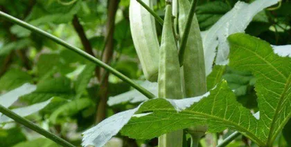 Okra Seed Planting Method (Detailed Guide on Selection, Sowing, Care, Harvesting, and FAQs) 3