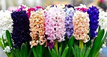 Beijing Winter Flower Care Guide (Beautiful Flowers by Your Side in the Cold Winter)