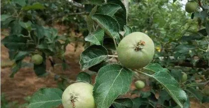 The Growth Habits and Environmental Conditions of Apple Trees (Exploring the Growth Characteristics and Suitable Planting Environment of Apples)