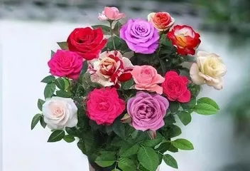 How to Grow Small Roses at Home – Home Care Guide (Growing Techniques for Small Roses, from Planting to Maintenance)