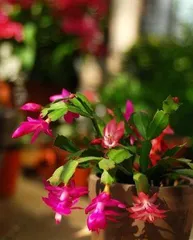 Beijing Winter Flower Care Guide (Cold Winter, Beautiful Flowers Accompany) 3