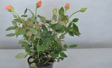 How to Grow Mini Roses at Home - A Guide to Home Care (Mini Rose Cultivation Techniques, from Planting to Care) 2