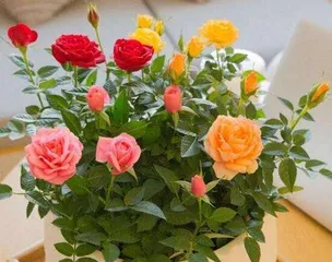 How to Grow Mini Roses at Home - A Guide to Home Care (Mini Rose Cultivation Techniques, from Planting to Care) 3