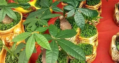 Bonsai Juniper Care Secrets (Aspirin as a Good Helper for Bonsai Juniper, a Must-Learn "Little Trick")