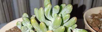 罗汉松养护秘籍（阿司匹林作为罗汉松的好帮手，必学的“小窍门”）2