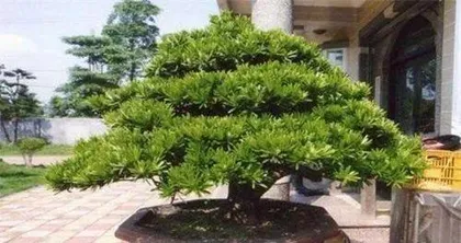 罗汉松养护秘籍（阿司匹林作为罗汉松的好帮手，必学的“小窍门”）3