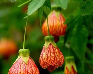 Care Tips for Potted Hanging Flowers (Making Your Home's Potted Hanging Flowers Grow Healthier and More Beautiful)