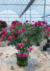 Explore the growth characteristics and classification of Lightning Rose (a special manifestation of a perennial climbing plant).