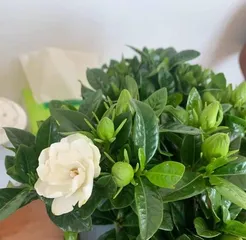 Care and Precautions for Little-Leaf Gardenia (Creating a Relaxing and Enjoyable Garden Life) 2