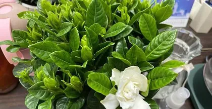 Care and Precautions for Little-Leaf Gardenia (Creating a Relaxing and Enjoyable Garden Life) 3