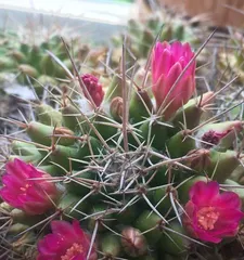 The After-Care of Cactus Flowers (How to Provide the Best Care for Cacti)