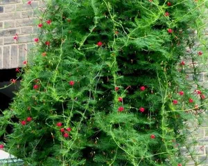 Wall-climbing plants, bring life to your walls (exploring the types and care tips of wall-climbing plants)