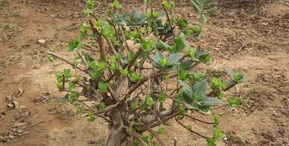 Climbing Flowers, Bringing Your Walls to Life (Exploring the Types and Care Techniques of Climbing Flowers) 2