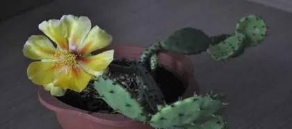 How to Handle Cactus Flowers After Blooming (How to Provide the Best Care for Your Cactus) 3