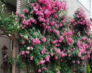 Climbing Flowers, Bringing Your Walls to Life (Exploring the Types and Care Techniques of Climbing Flowers) 3