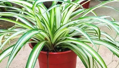How to properly water and care for spider plants? (Spider plant care tips to make your spider plant more lush)
