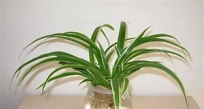 How to Water and Care for Spider Plants Correctly? (Spider Plant Care Tips to Make Your Spider Plant Lusher) 2