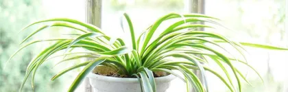 How to Water and Care for Spider Plants Correctly? (Spider Plant Care Tips to Make Your Spider Plant Lusher) 3