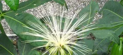 How to Plant Pachira Aquatica Seeds (Planting Techniques, Growth Environment, Care Details)