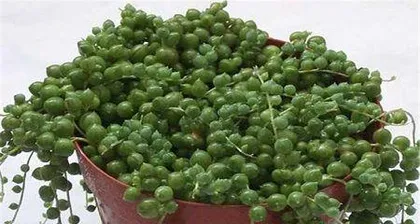 A Complete Guide to Growing Lucky Bamboo (From Selection to Care: 15 Essential Tips You Can't Miss)