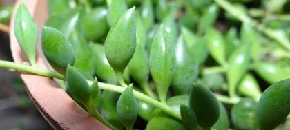 The Complete Guide to Growing String of Pearls (15 Essential Tips from Selection to Care) 2