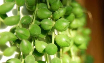 The Complete Guide to Growing String of Pearls (15 Essential Tips from Selection to Care) 3