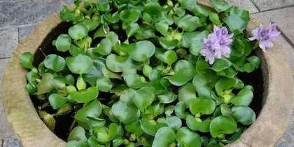 Is water hyacinth suitable for indoor cultivation? (Toxicity of water hyacinth and precautions for indoor cultivation)