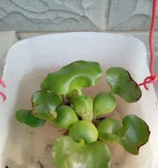 水葫芦是否适合室内养护？（水葫芦的毒性及室内养护注意事项）2